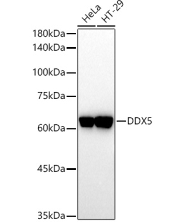 DDX5 Rabbit Polyclonal Antibody