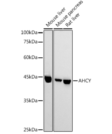 AHCY Rabbit Polyclonal Antibody