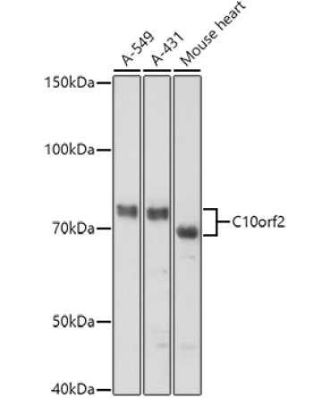 C10orf2 Rabbit Polyclonal Antibody