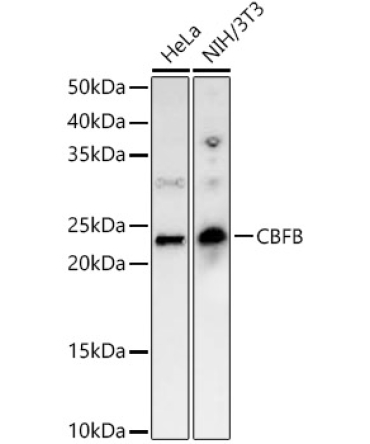 CBFB Rabbit Polyclonal Antibody