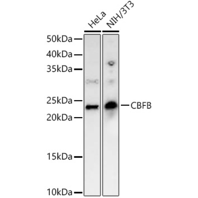 CBFB Rabbit Polyclonal Antibody