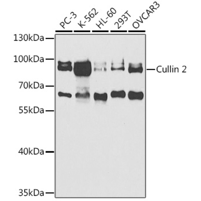 Cullin 2 Rabbit Polyclonal Antibody