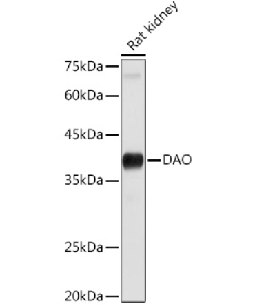 DAO Rabbit Polyclonal Antibody