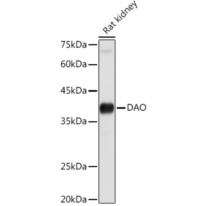 DAO Rabbit Polyclonal Antibody