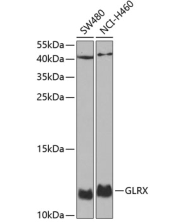 GLRX Rabbit Polyclonal Antibody