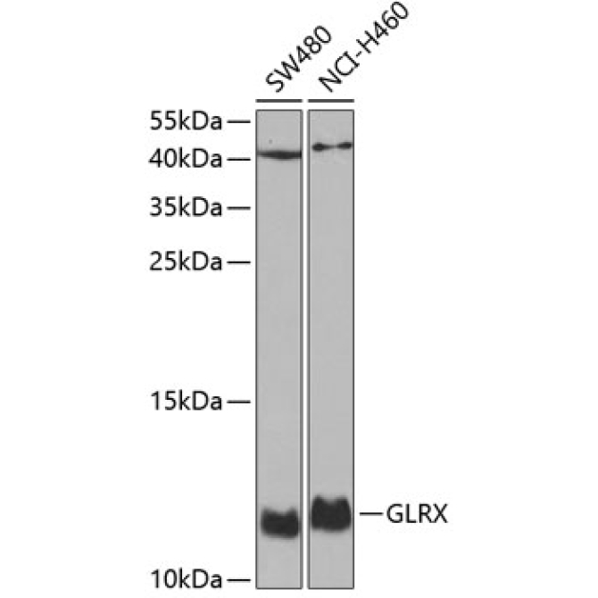 GLRX Rabbit Polyclonal Antibody
