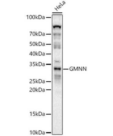 GMNN Rabbit Polyclonal Antibody