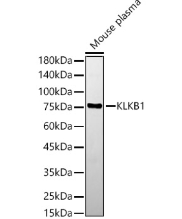 KLKB1 Rabbit Polyclonal Antibody