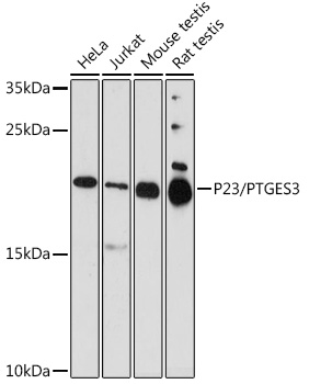 P23/PTGES3 Rabbit Polyclonal Antibody