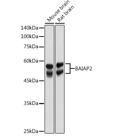 BAIAP2 Rabbit Polyclonal Antibody