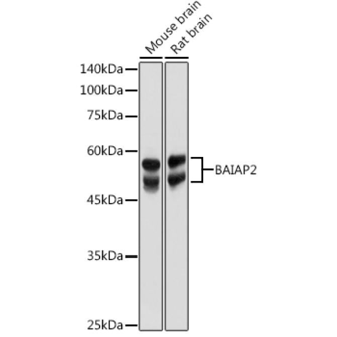 BAIAP2 Rabbit Polyclonal Antibody
