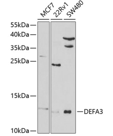 DEFA3 Rabbit Polyclonal Antibody