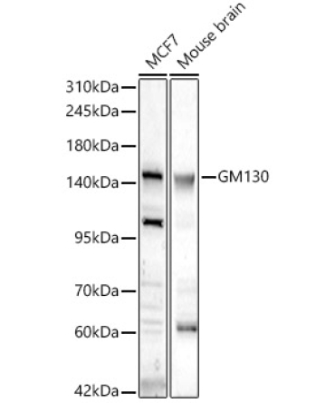GM130 Rabbit Polyclonal Antibody