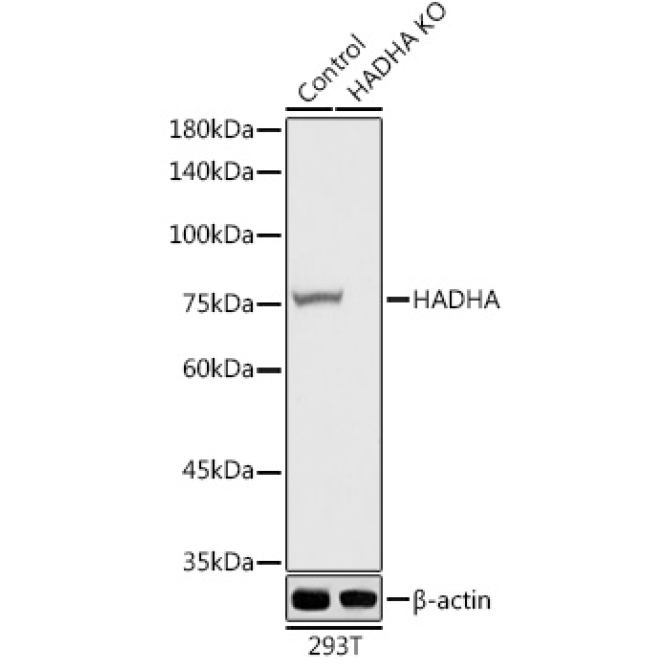 HADHA Rabbit Polyclonal Antibody [KO Validated]