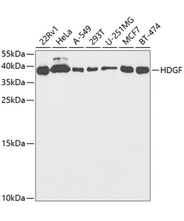 HDGF Rabbit Polyclonal Antibody