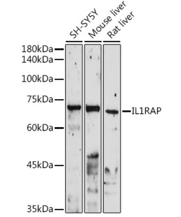 IL-1RAcP Rabbit Polyclonal Antibody