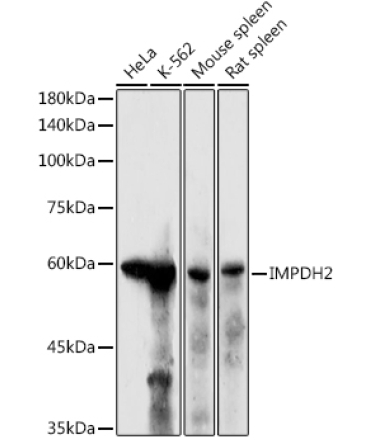 IMPDH2 Rabbit Polyclonal Antibody