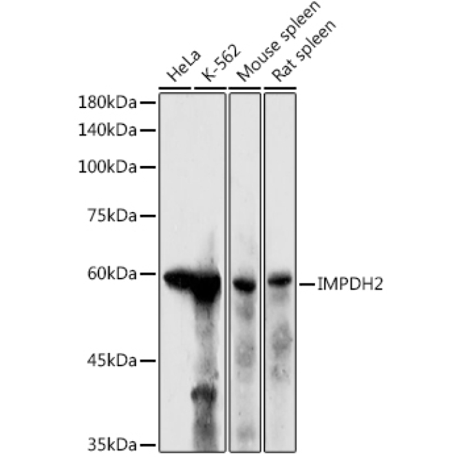 IMPDH2 Rabbit Polyclonal Antibody