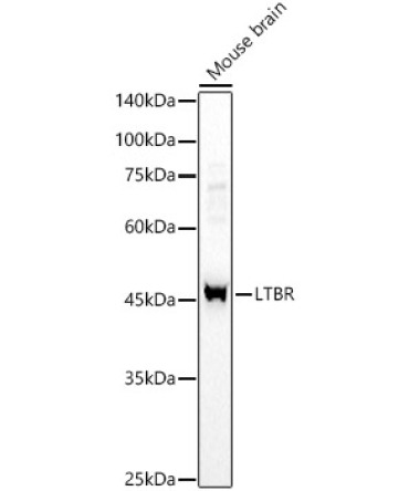 LTBR Rabbit Polyclonal Antibody