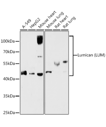 Lumican (LUM) Rabbit Polyclonal Antibody