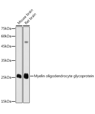 Myelin oligodendrocyte glycoprotein Rabbit Polyclonal Antibody