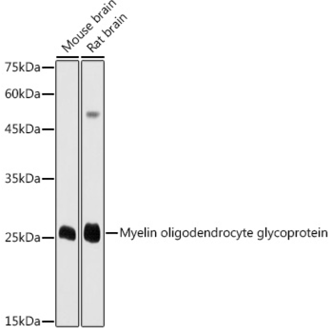 Myelin oligodendrocyte glycoprotein Rabbit Polyclonal Antibody