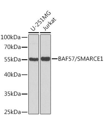 BAF57/SMARCE1 Rabbit Polyclonal Antibody