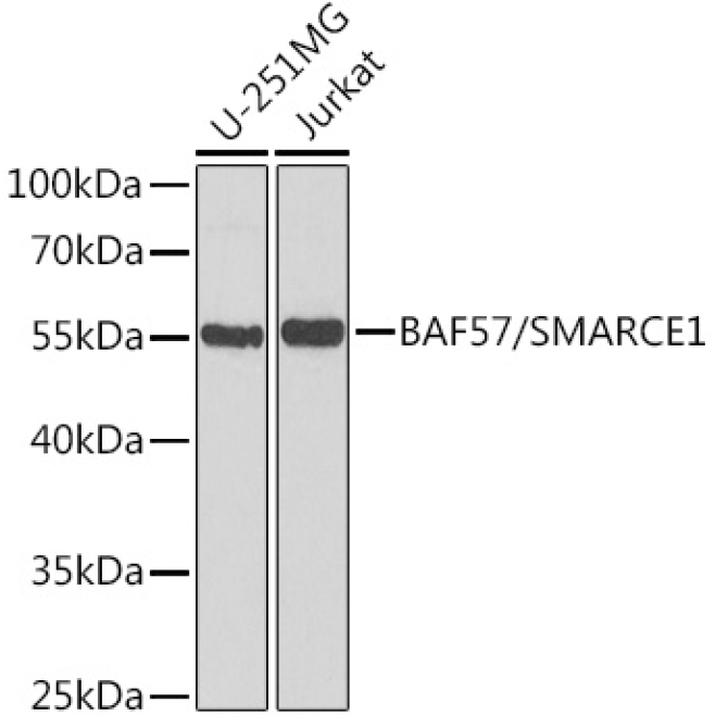 BAF57/SMARCE1 Rabbit Polyclonal Antibody