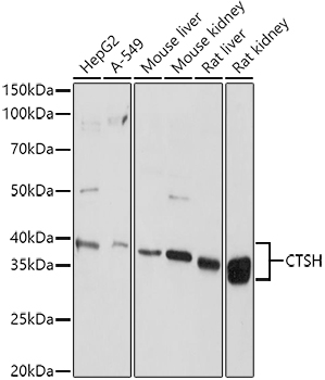 CTSH Rabbit Polyclonal Antibody