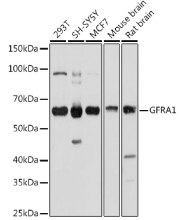 GFRA1 Rabbit Polyclonal Antibody