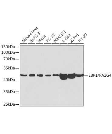 EBP1/PA2G4  Rabbit Polyclonal Antibody