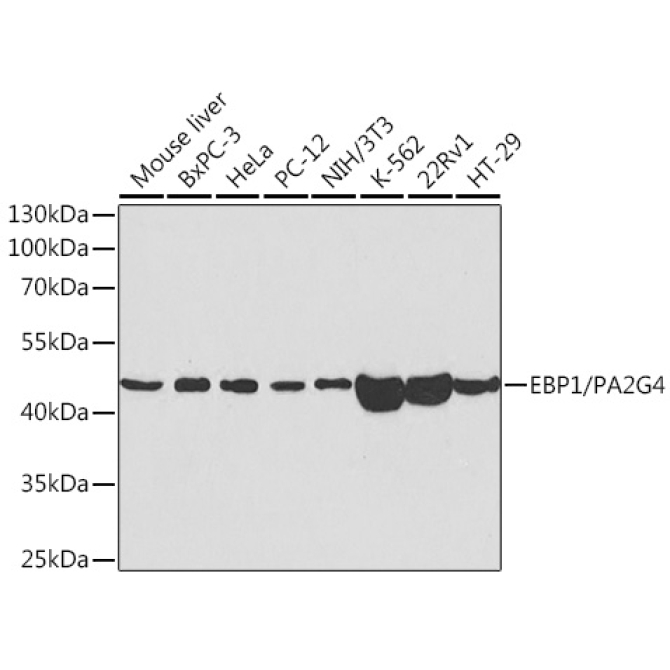 EBP1/PA2G4  Rabbit Polyclonal Antibody