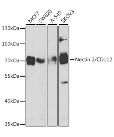 Nectin 2/CD112 Rabbit Polyclonal Antibody