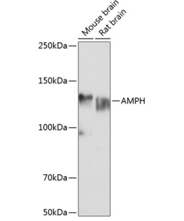 AMPH Rabbit Polyclonal Antibody