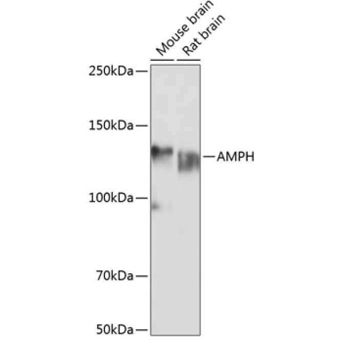 AMPH Rabbit Polyclonal Antibody