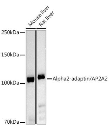 Alpha2-adaptin/AP2A2 Rabbit Polyclonal Antibody
