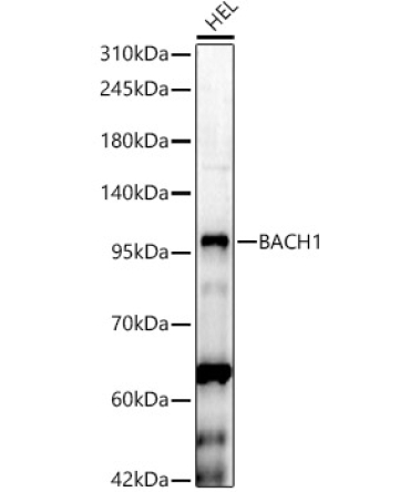 BACH1 Rabbit Polyclonal Antibody