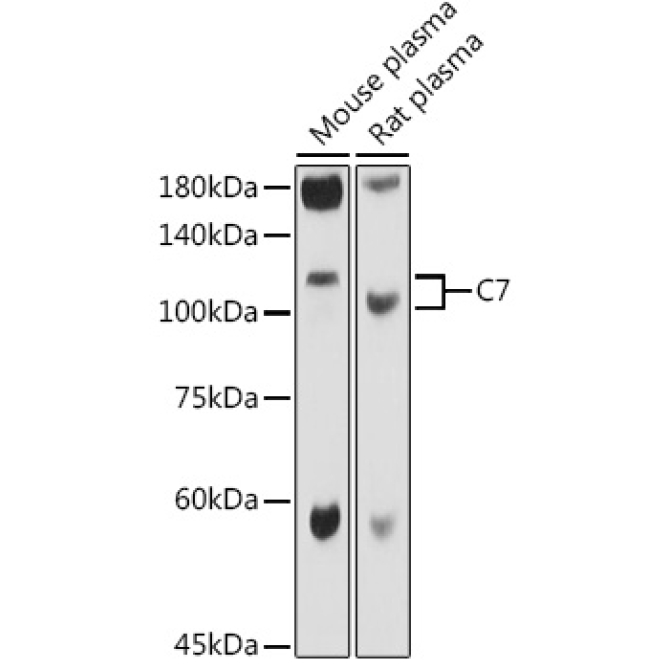 C7 Rabbit Polyclonal Antibody