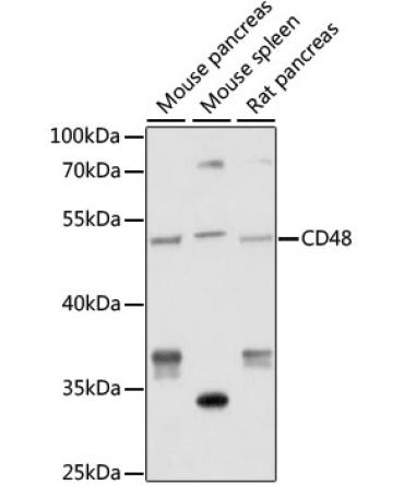 CD48 Rabbit Polyclonal Antibody