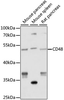 CD48 Rabbit Polyclonal Antibody