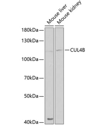 CUL4B Rabbit Polyclonal Antibody