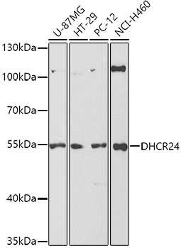 DHCR24 Rabbit Polyclonal Antibody
