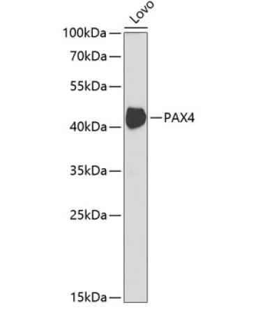 PAX4 Rabbit Polyclonal Antibody