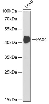 PAX4 Rabbit Polyclonal Antibody