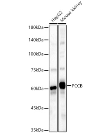 PCCB Rabbit Polyclonal Antibody