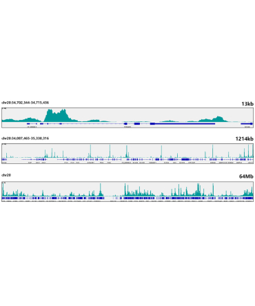 JunD Rabbit Monoclonal Antibody
