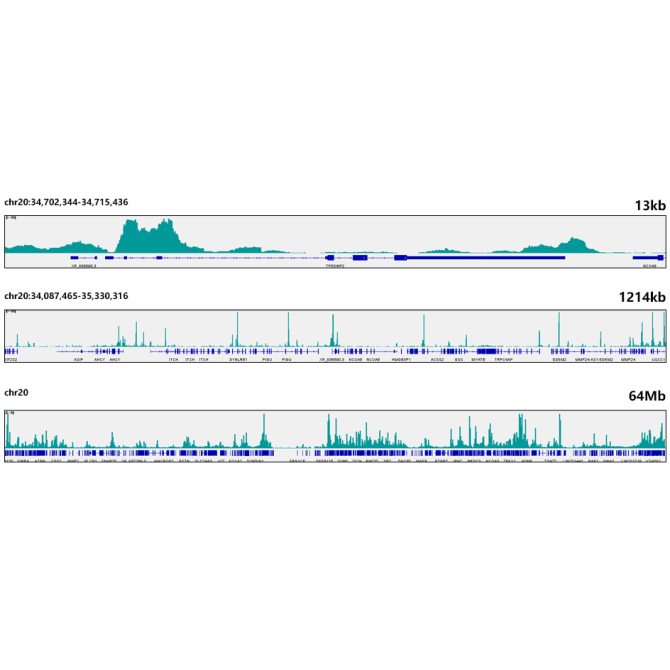 JunD Rabbit Monoclonal Antibody