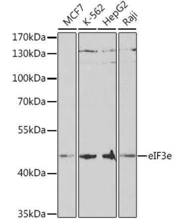 eIF3e Rabbit Polyclonal Antibody