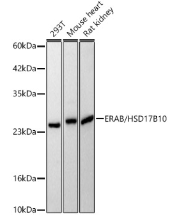 ERAB/HSD17B10 Rabbit Polyclonal Antibody