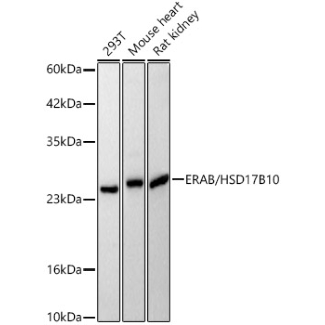 ERAB/HSD17B10 Rabbit Polyclonal Antibody